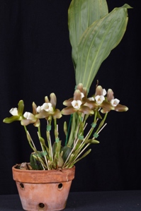 Lycaste fuscina 'Daughter of Dionysus' CCE/AOS 90 pts.